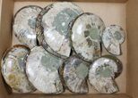Lot: - Cut/Polished Ammonite Fossils - Pairs #117105-2